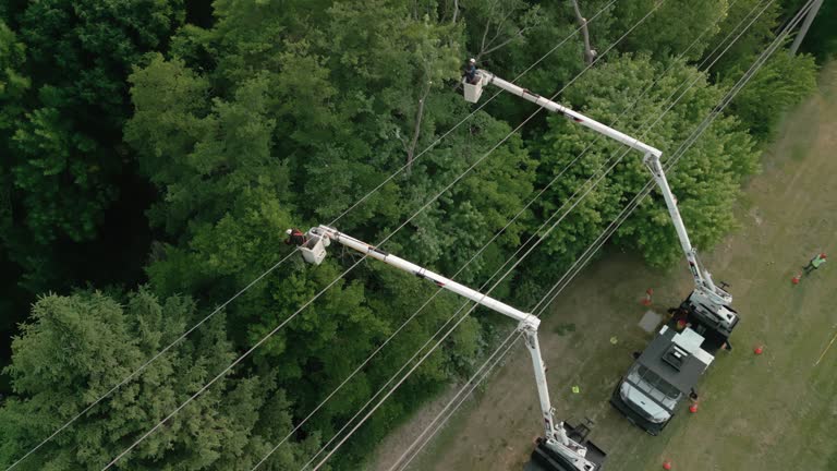 Trusted Greenfield, CA Tree Services Experts
