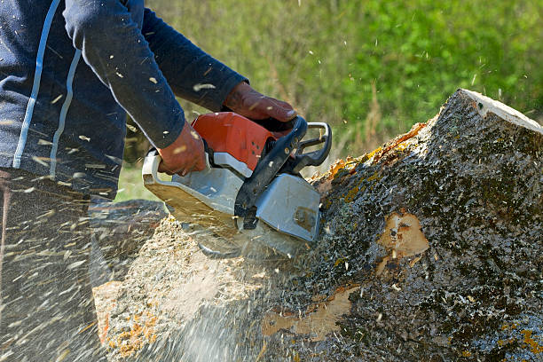 Best Lawn Maintenance Plans  in Greenfield, CA